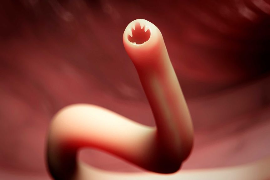 An illustration of a smooth pink worm with an open mouth with jagged teeth against a pink receding background.